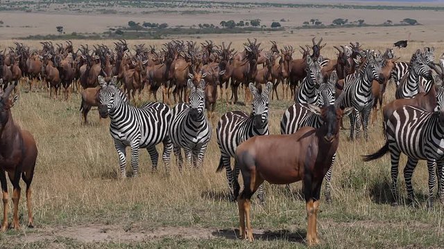 Topi, damaliscus korrigum, Grant's Zebra, Group in Savannah, Masai Mara Park in Kenya, slow motion