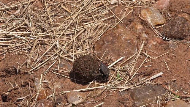 Dung Beetle Rolling Dung Ball, Masai Mara Park In Kenya, Slow Motion