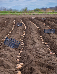 Potatoes in boxes for planting. Planting potatoes on his land in the village.