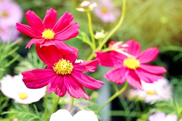 Obraz premium Cosmos flower in tropical