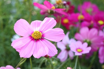 Obraz premium Cosmos flower in tropical