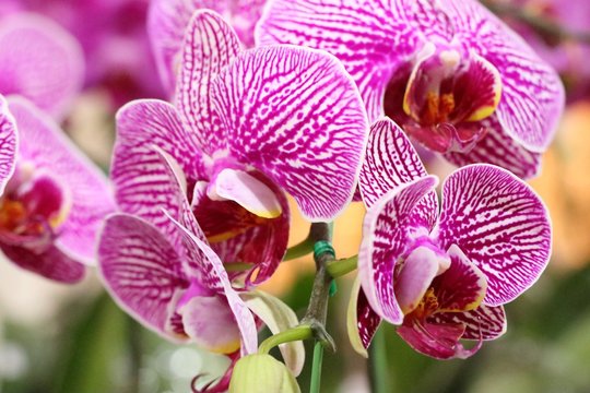 Orchid flower in tropical