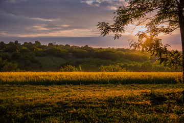 Obraz premium Colorful sunset over wheat field with lens flare.