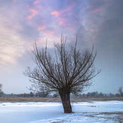 wierzba nad zamarzniętą rzeką © Piotr Szpakowski