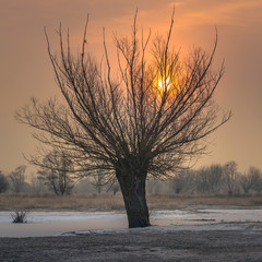 Wierzba zimom © Piotr Szpakowski