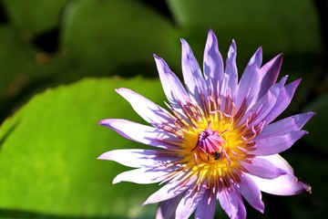 Beautiful lotus flowers in tropical