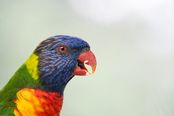 Closeup of a Rainbow Lorikeet