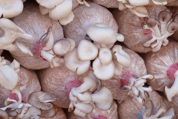 mushrooms cultivation in farm