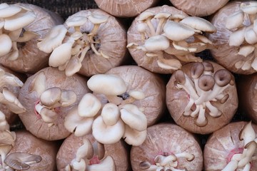 mushrooms cultivation in farm