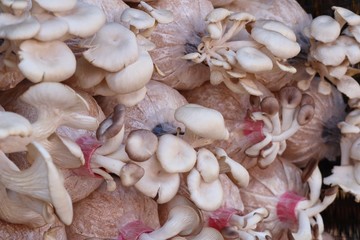 mushrooms cultivation in farm