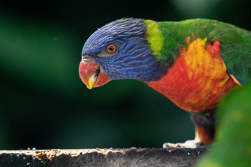 Closeup of a Rainbow Lorikeet