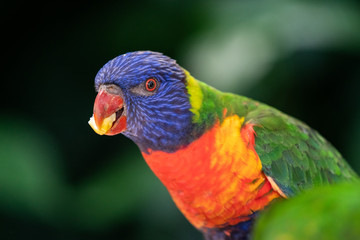 Closeup of a Rainbow Lorikeet