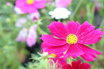 Obraz premium Cosmos flower in tropical