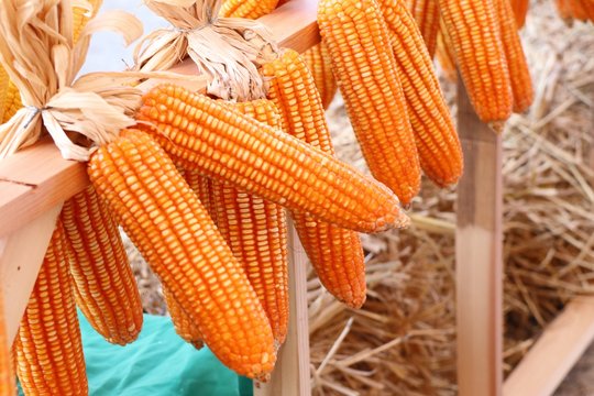 Dry cob corn hanging