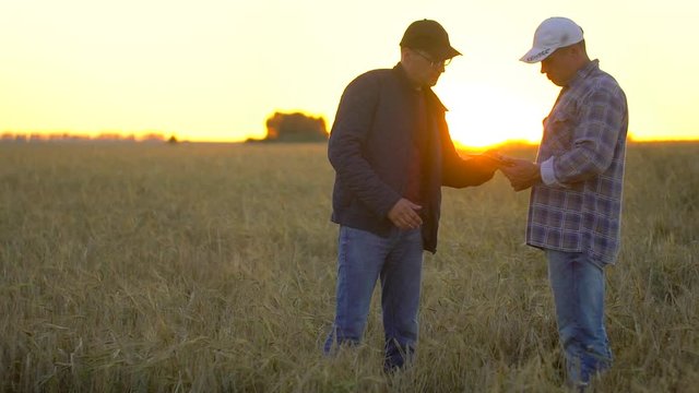 Two businessman farmers shake hands in wheat field at sunset, using tablet computer. contract deal handshake quality agreement agriculture farming cultivations harvest meeting harvesting man farmer