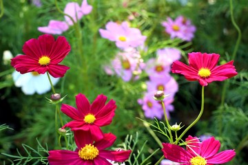 Cosmos flower in tropical