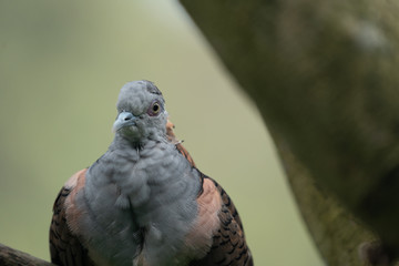 Bar shouldered dove