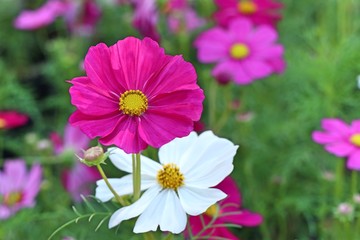 Obraz premium Cosmos flower in tropical