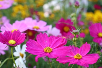 Cosmos flower in tropical