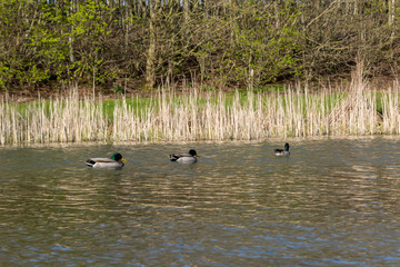 Three mallard ducks are swimming on a pond in a park