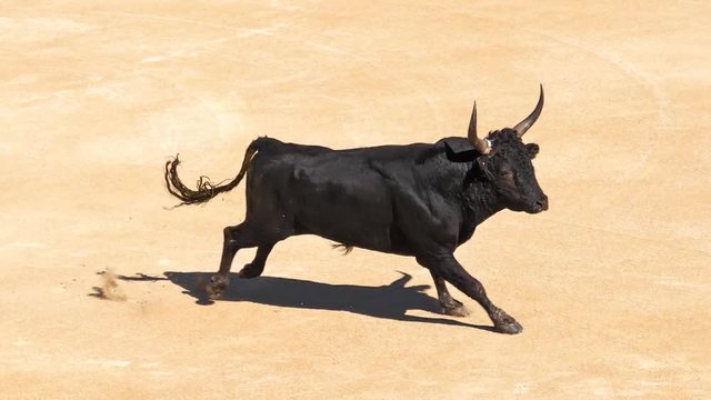 Bull during a Camarguaise race, a sport in which participants try to catch award-winning attributes fixed to the forehead and the horns of a bull named cocardier, South East of France, Slow Motion