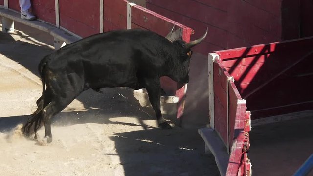 Bull during a Camarguaise race, a sport in which participants try to catch award-winning attributes fixed to the forehead and the horns of a bull named cocardier, South East of France, Slow Motion