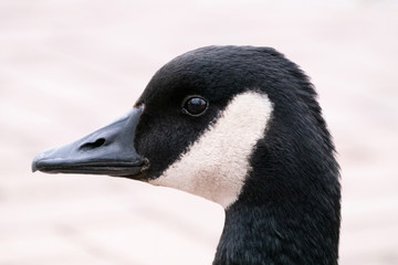 Portrait of a dark goose.