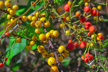 red and yellow berries on a tree