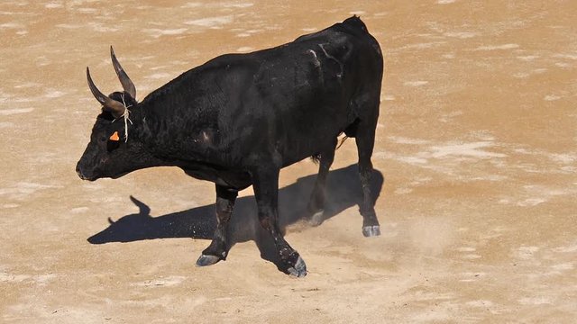 Bull during a Camarguaise race, a sport in which participants try to catch award-winning attributes fixed to the forehead and the horns of a bull named cocardier, South East of France, Slow Motion