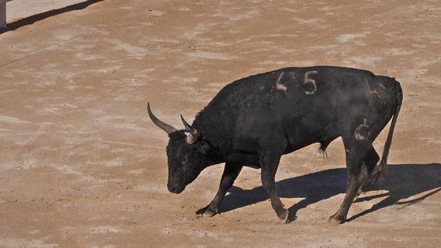 Bull during a Camarguaise race, a sport in which participants try to catch award-winning attributes fixed to the forehead and the horns of a bull named cocardier,  Slow Motion