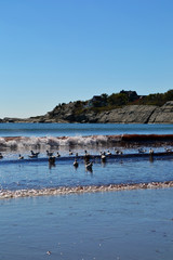 Fototapeta na wymiar seagulls in the beach waves