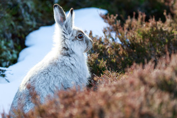 happy mountain hare