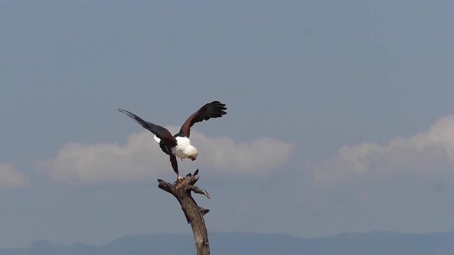 African Fish-Eagle, haliaeetus vocifer, Adult with Fish in Claws, Fishing at Baringo Lake, Kenya , Slow motion