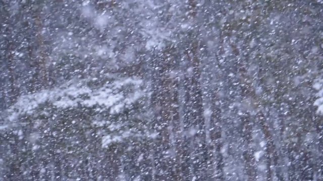Snowfall Background in Winter Pine Forest with Snowy Christmas Trees. Slow Motion in 180 fps. Snow falling and covered fir trees on a winter day. Winter background. Snow comes in the Christmas forest.