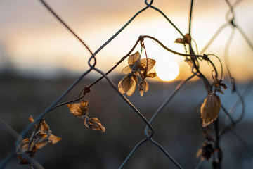 Flower behind chain fence on sunset