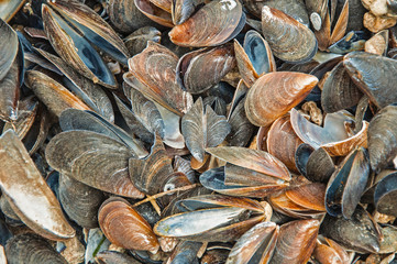 Sea shell texture. Background gray, black and gold. Close-up.