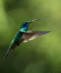 Fototapeta na wymiar Green Violet-Ear Hummingbird