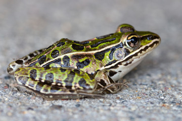 green frog