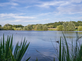 Landscape view of a lake with forest in the background.