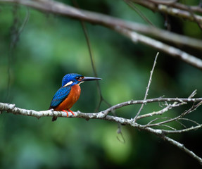 blue eared kingfisher (alcedo meninting).The blue-eared kingfisher is found in Asia, ranging across the Indian subcontinent and Southeast Asia. It is found mainly in dense shaded forests where it hunt