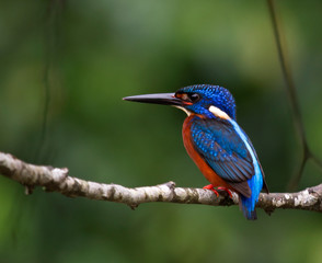 blue eared kingfisher (alcedo meninting).The blue-eared kingfisher is found in Asia, ranging across the Indian subcontinent and Southeast Asia. It is found mainly in dense shaded forests where it hunt