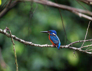 blue eared kingfisher (alcedo meninting).The blue-eared kingfisher is found in Asia, ranging across the Indian subcontinent and Southeast Asia. It is found mainly in dense shaded forests where it hunt