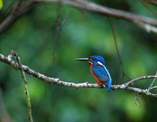 blue eared kingfisher (alcedo meninting).The blue-eared kingfisher is found in Asia, ranging across the Indian subcontinent and Southeast Asia. It is found mainly in dense shaded forests where it hunt