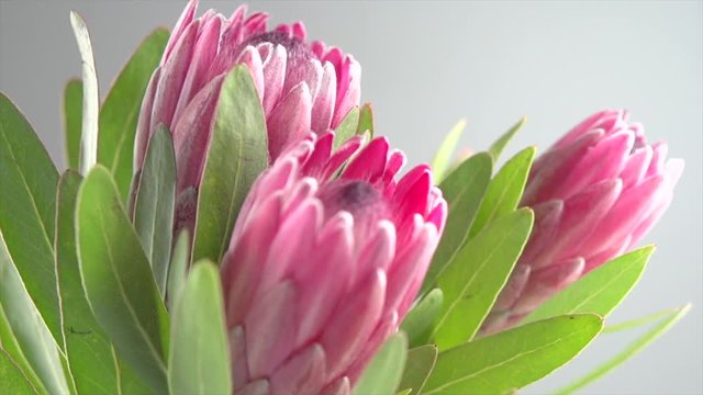 Protea bud closeup. Bunch of pink King Protea flower over grey background. Slow motion 4K UHD video footage. 3840X2160