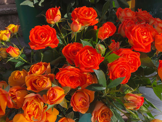Roses on a sunny day outside. Close-up shot