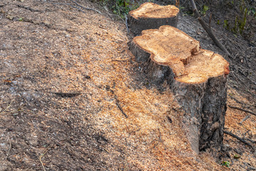 Large stumps and sawdust on the ground.
