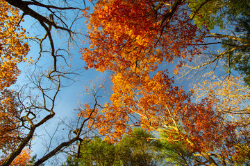 Beautiful autumn trees in the forest
