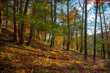 Obraz premium Autumn forest