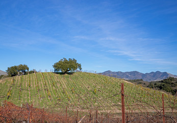 Lone oak tree on hillside in vineyard in Central California United States
