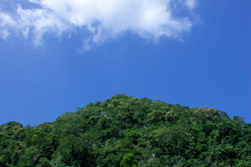 tree on the hill blue sky and white cloud